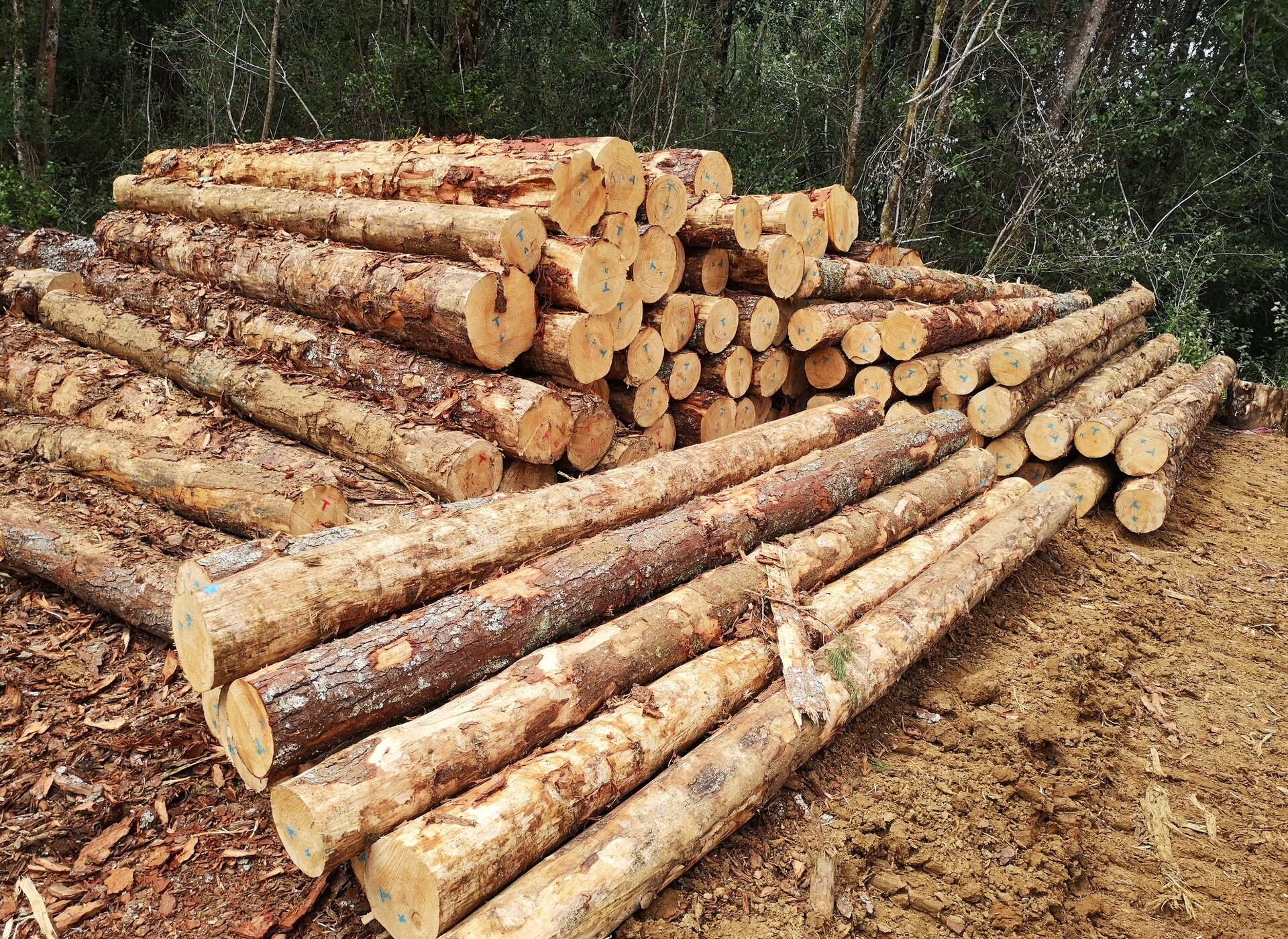 Woodlots and the Forestry Market Bowman Contracting